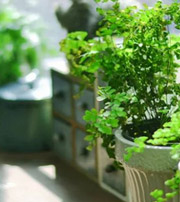 攀枝花专属于你的开运指南，助你鸿运当头福满身！