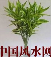 攀枝花十二生肖养什么植物最旺财运？你知道吗！